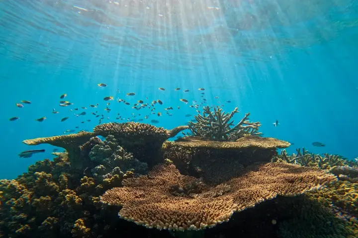 Table coral on the outer reef