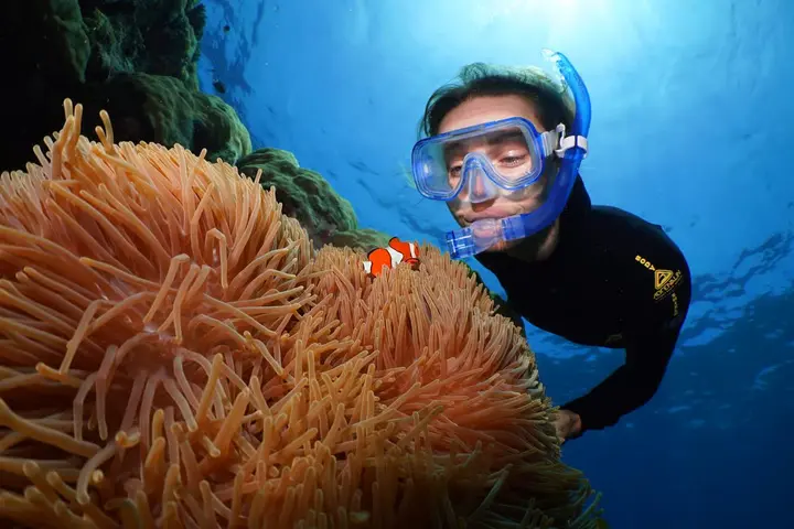 Clownfish in an anemone